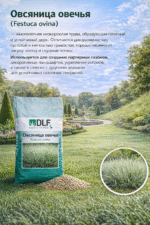 Овсяница овечья — изображение 2