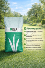 Овсяница красная — изображение 3