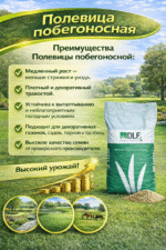 Полевица побегоносная — изображение 3