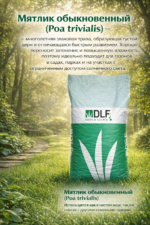 Мятлик обыкновенный — изображение 2