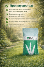 Мятлик обыкновенный — изображение 3