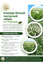 Клевер белый ползучий Юра (Германия), 1 кг — изображение 3