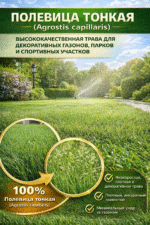 Полевица тонкая — изображение 2