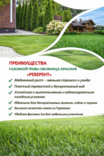 Овсяница красная Реверент (Германия), 1кг — изображение 3