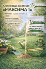 Овсяница красная "МАКСИМА 1", 1 кг — изображение 2