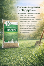 Овсяница луговая "ПАРДУС" - 1 кг — изображение 2